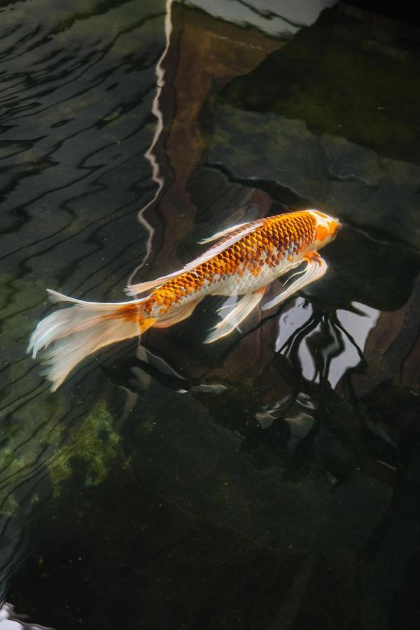 The Koi House With Pool Apartment Kailua-Kona Exterior foto